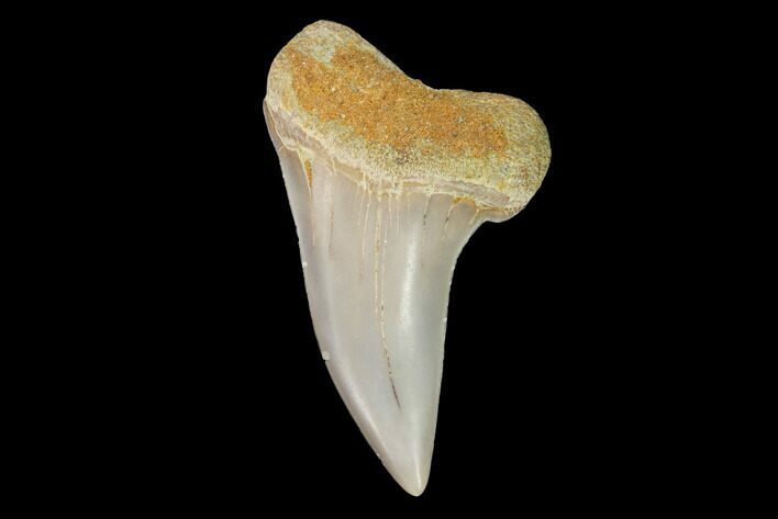 Mako Shark Tooth Fossil - Sharktooth Hill, CA #94659